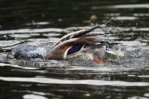 Sigma 100-300 mm 4.0