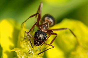 Rossameise fotografiert mit einer Nikon D800