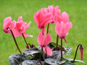 Beispielbild Nikon P7000