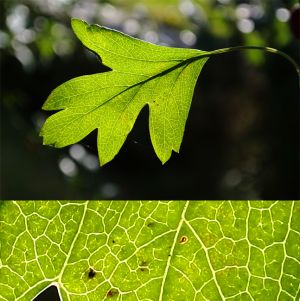 Bildbeispiel Nikon 1 J1