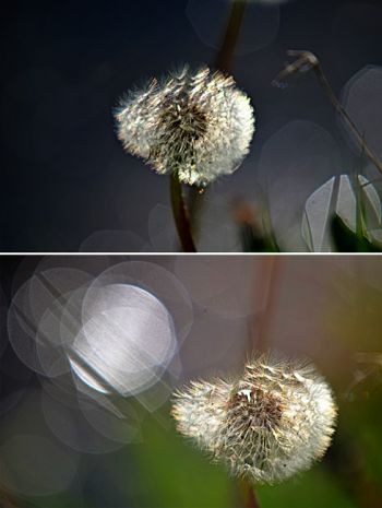 Nikon D5100 – Sigma-Bokeh