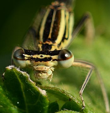 gemeine Binsenjungfer fotografiert mit einer Nikon D800