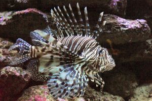 102.400 ISO mit der Nikon D3s