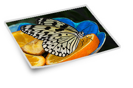Insekten
